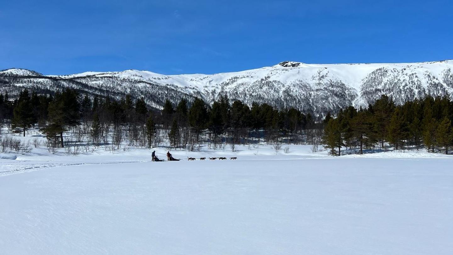 10 km hundekjøring på Ustedalsfjorden