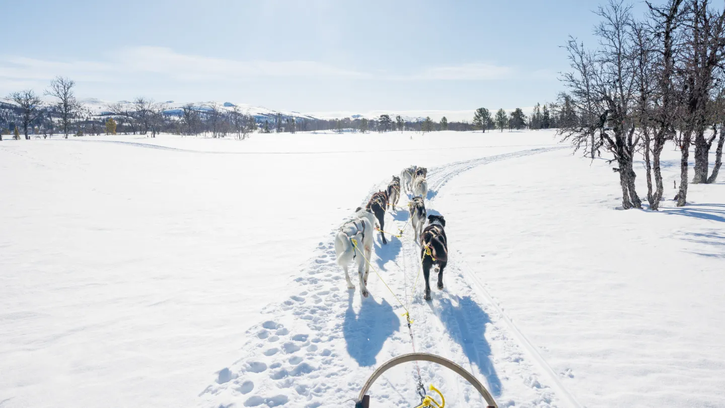 Hundekjøring på Langedrag