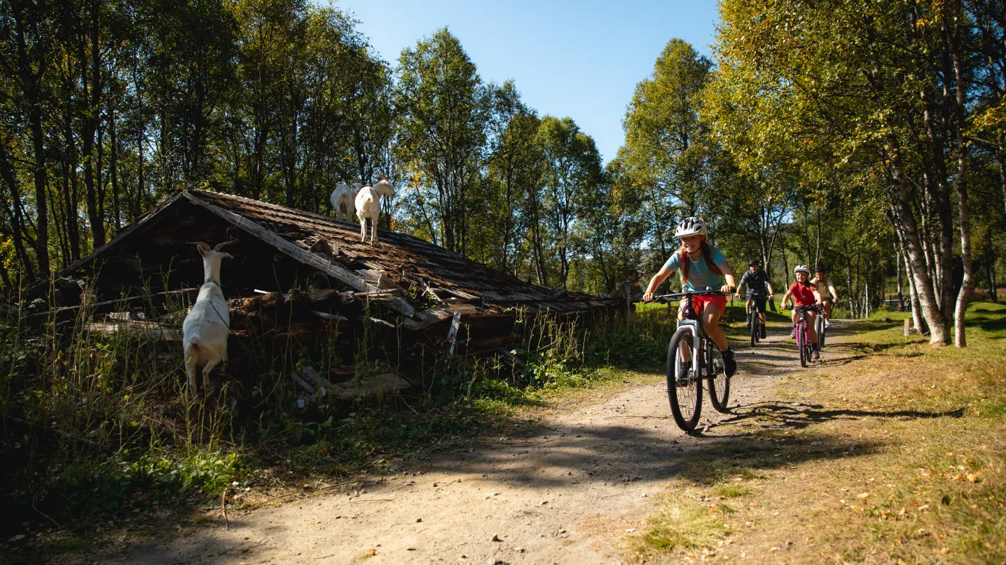 Familie på sykkel rundt ustedalsfjorden på Geilo