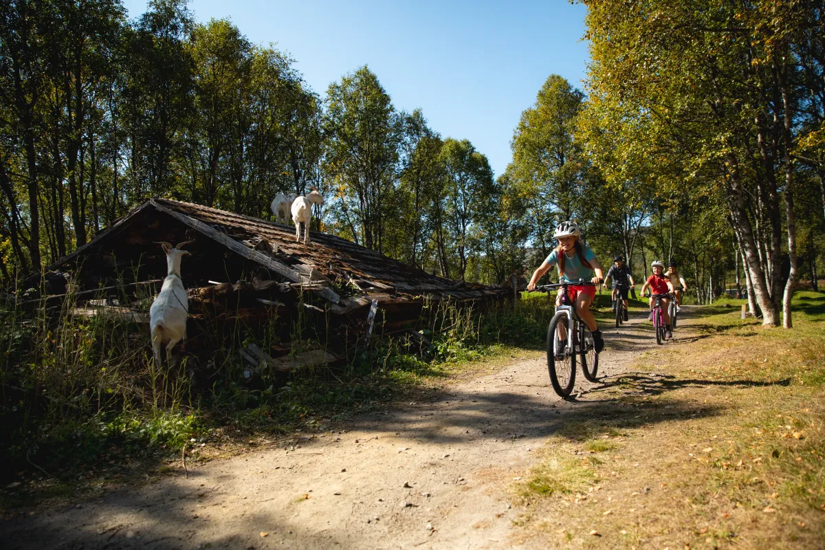 Familie på sykkel rundt ustedalsfjorden på Geilo